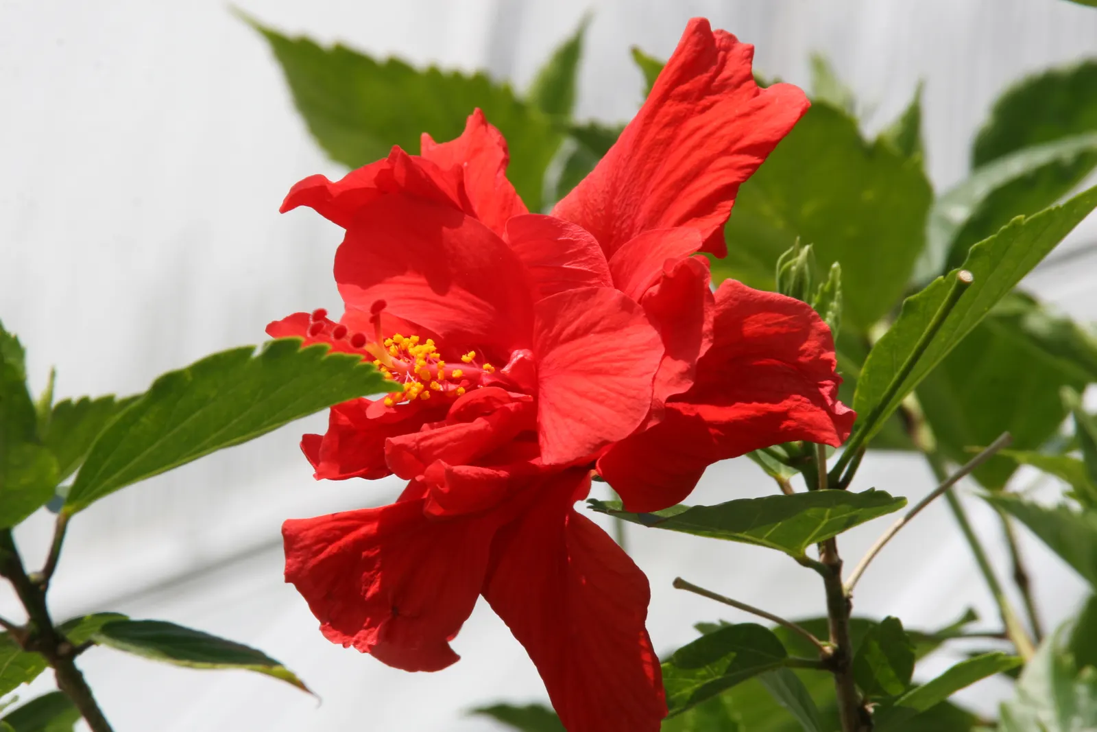 Tropical Hibiscus, Rose Of China (Hibiscus Rosa-Sinensis) — Blossoms can span from 4 to 8 inches in diameter and come in a dazzling array of colors; shrub with