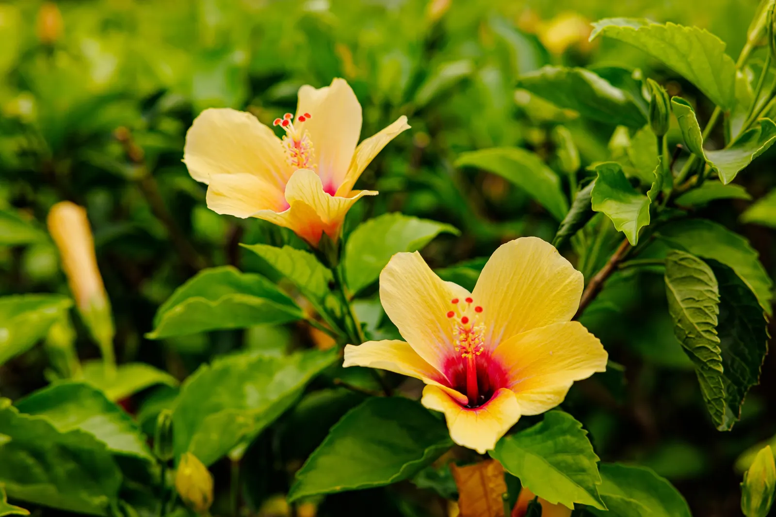 Tropical Hibiscus, Rose Of China (Hibiscus Rosa-Sinensis) — Regular pruning maintains shape; adding exotic flair to warm-climate landscapes, image 155