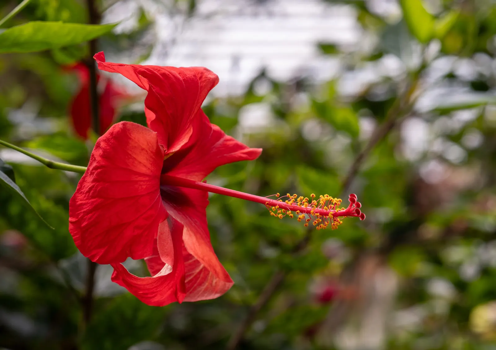 Tropical Hibiscus, Rose Of China (Hibiscus Rosa-Sinensis) — to produce its best blooms; this perennial shrub can grow to a substantial size, image 66