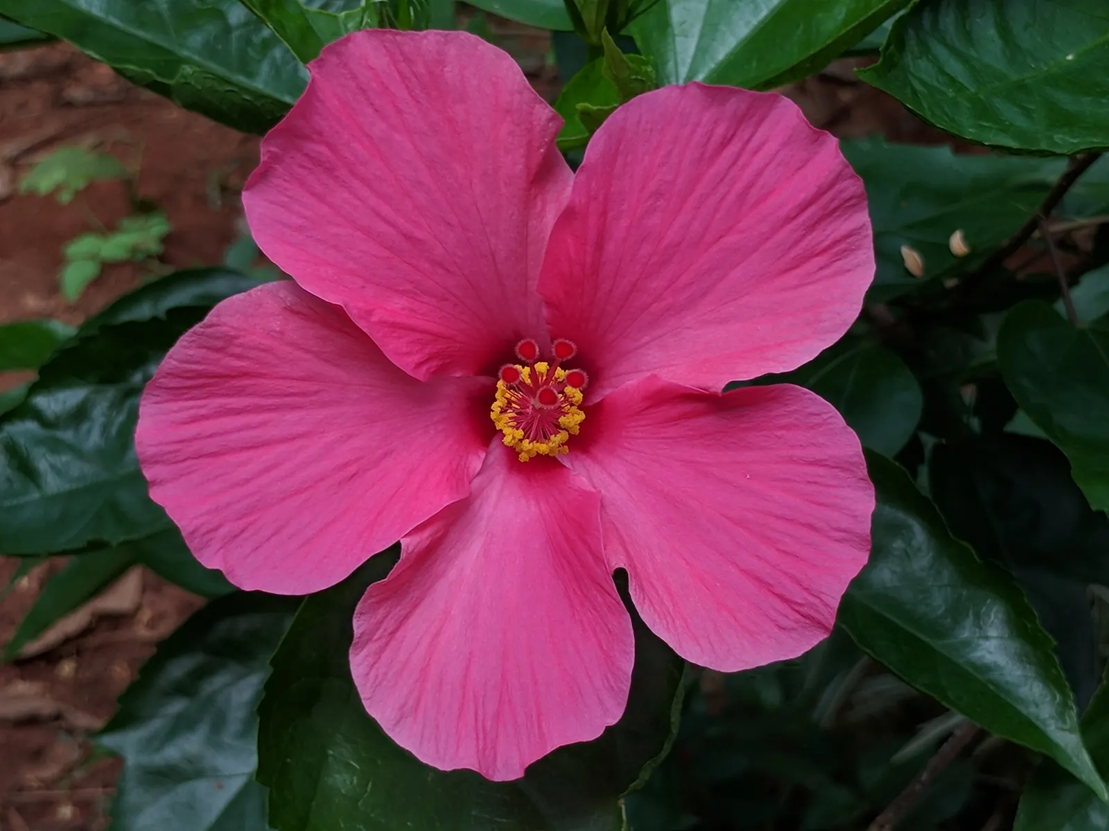 Tropical Hibiscus, Rose Of China (Hibiscus Rosa-Sinensis) — This species thrives in well-drained, fertile soils with a pH ranging from slightly, image 167
