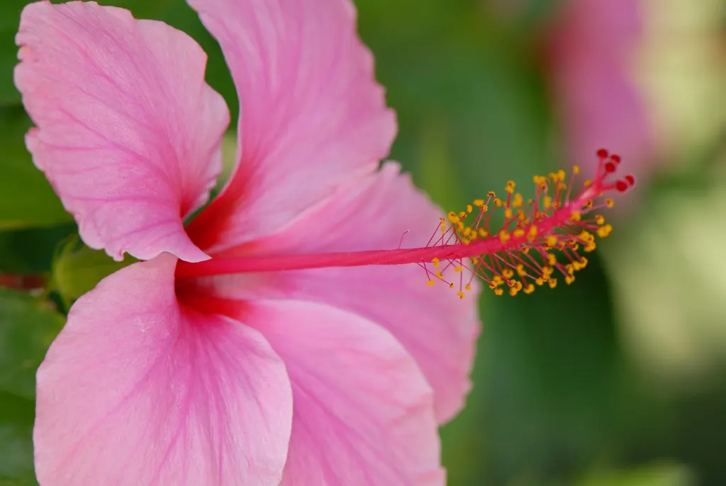 Tropical Hibiscus, Rose Of China (Hibiscus Rosa-Sinensis) — and promote more prolific blooming; often possessing a prominent staminal, image 95