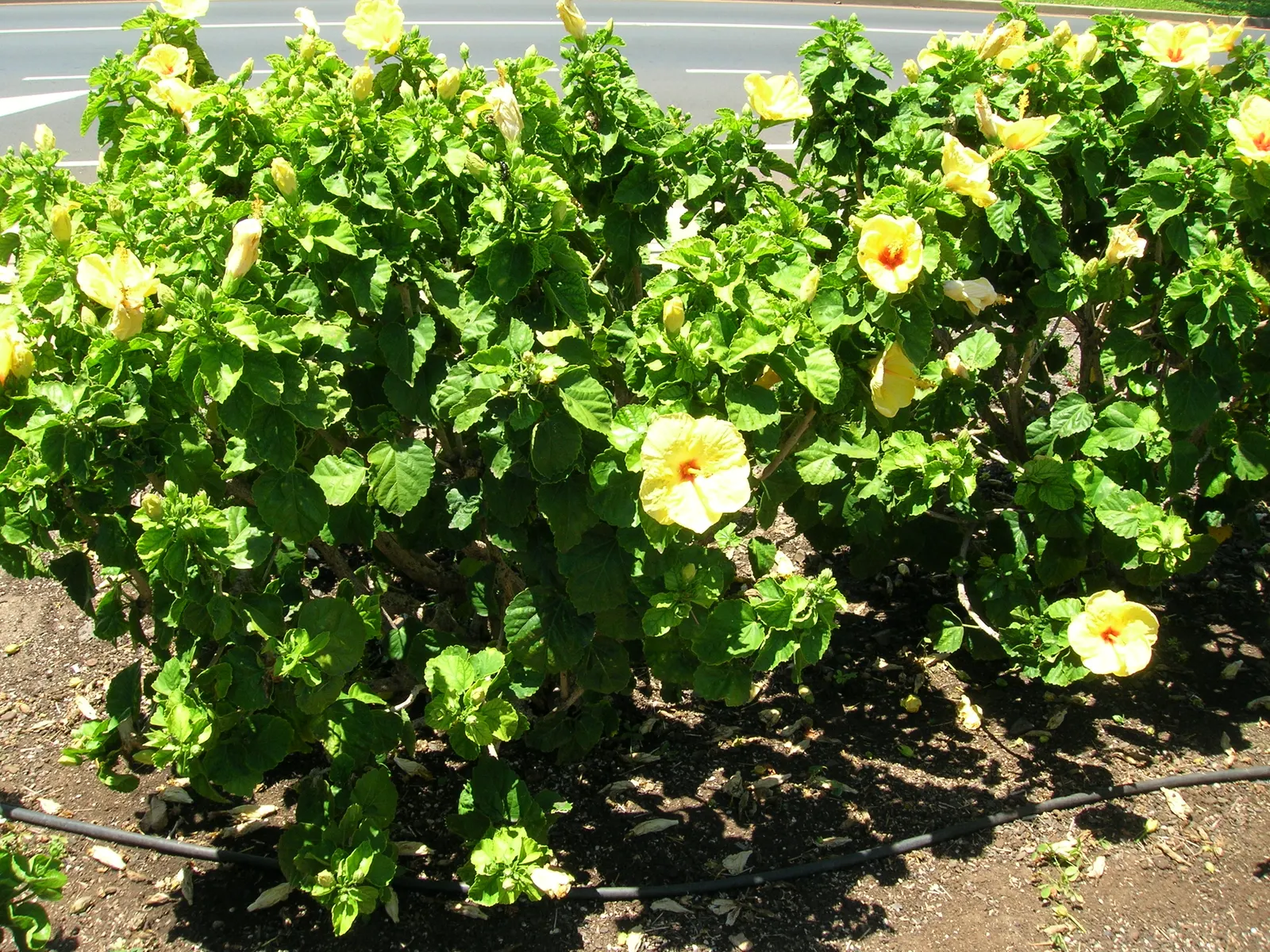 Tropical Hibiscus, Rose Of China (Hibiscus Rosa-Sinensis) — often possessing a prominent staminal column.<br><br>Flowering occurs primarily in the, image 87