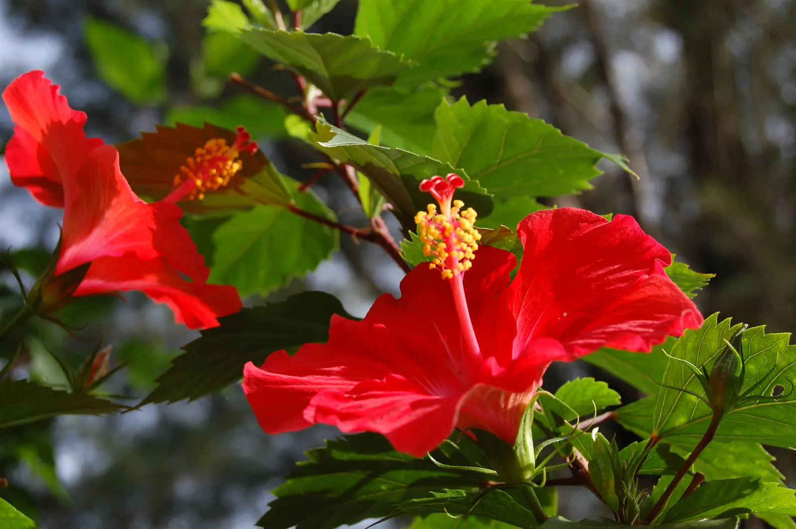 Tropical Hibiscus, Rose Of China (Hibiscus Rosa-Sinensis) — to produce its best blooms; this perennial shrub can grow to a substantial size, image 91