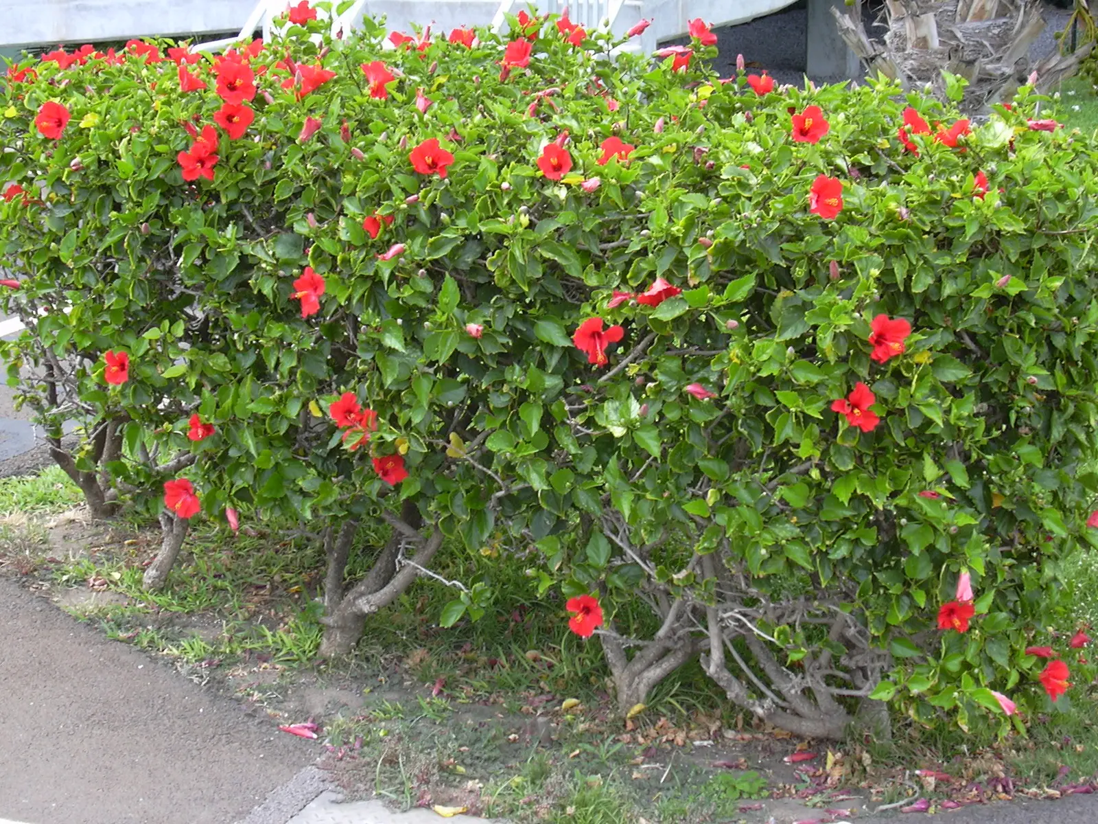 Tropical Hibiscus, Rose Of China (Hibiscus Rosa-Sinensis) — showy flowers up to 6 inches in diameter; blossoms can span from 4 to 8 inches in, image 102
