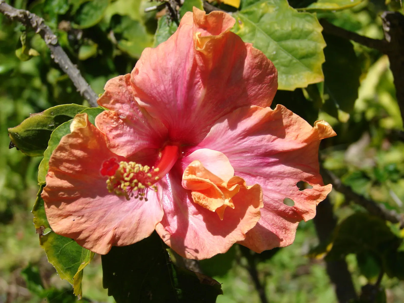 Tropical Hibiscus, Rose Of China (Hibiscus Rosa-Sinensis) — particularly in periods of extreme heat; regular pruning maintains shape, image 69