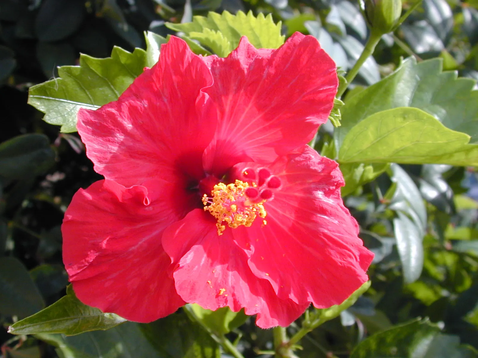 Tropical Hibiscus, Rose Of China (Hibiscus Rosa-Sinensis) — particularly in periods of extreme heat; regular pruning maintains shape, image 94