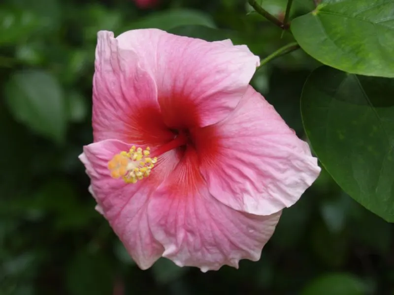 Tropical Hibiscus, Rose Of China (Hibiscus Rosa-Sinensis) — Suitable for USDA zones 9-11, it reaches 4-8 feet in height and 5-10 feet in width, image 104
