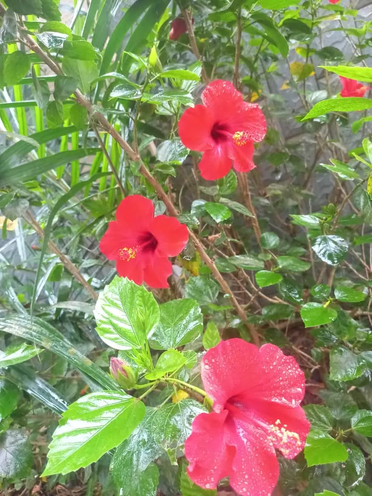 Tropical Hibiscus, Rose Of China (Hibiscus Rosa-Sinensis) — This species thrives in well-drained, fertile soils with a pH ranging from slightly, image 92