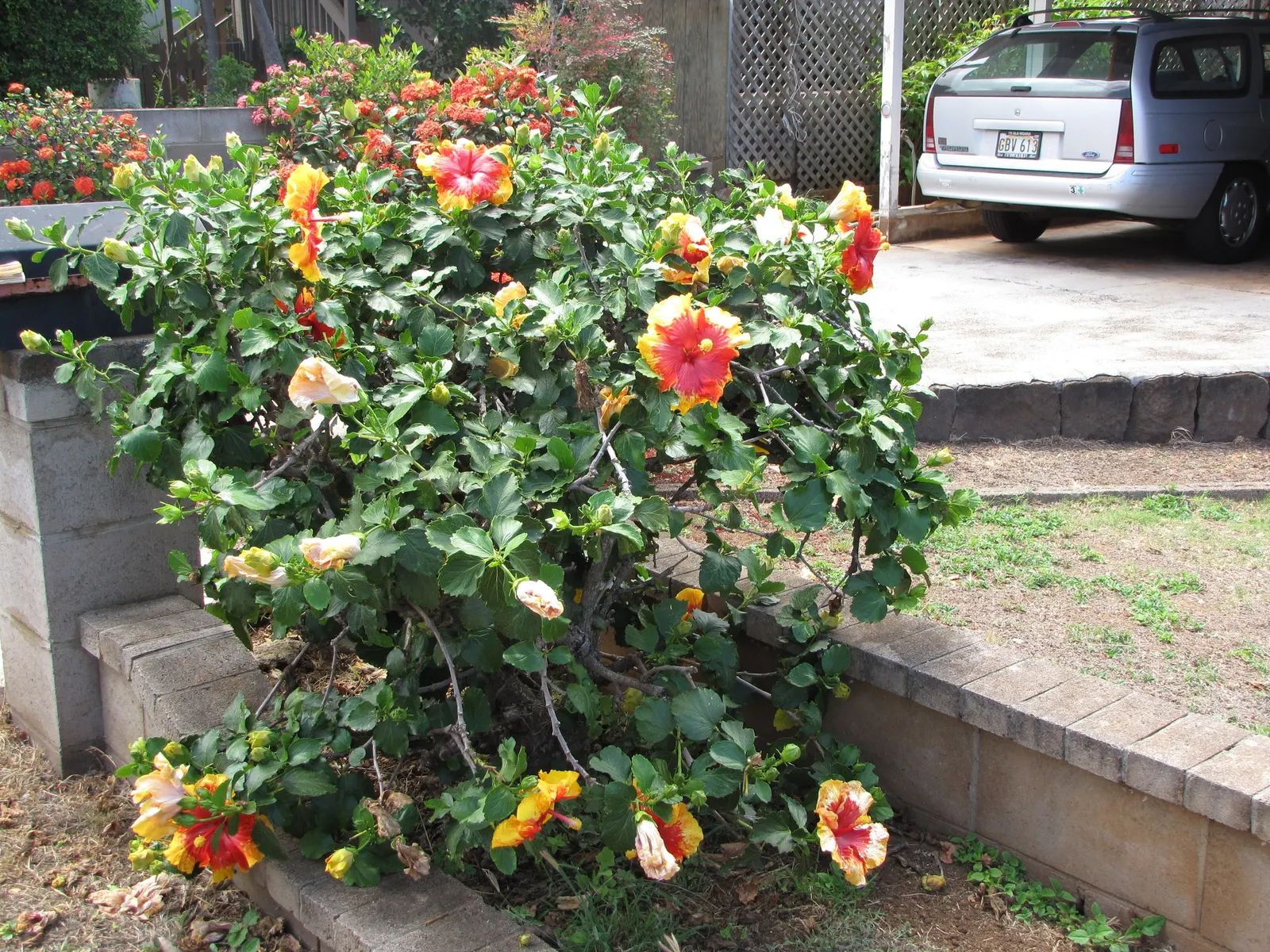 Tropical Hibiscus, Rose Of China (Hibiscus Rosa-Sinensis) — making it an excellent choice for a dynamic and wildlife-friendly garden design, image 97