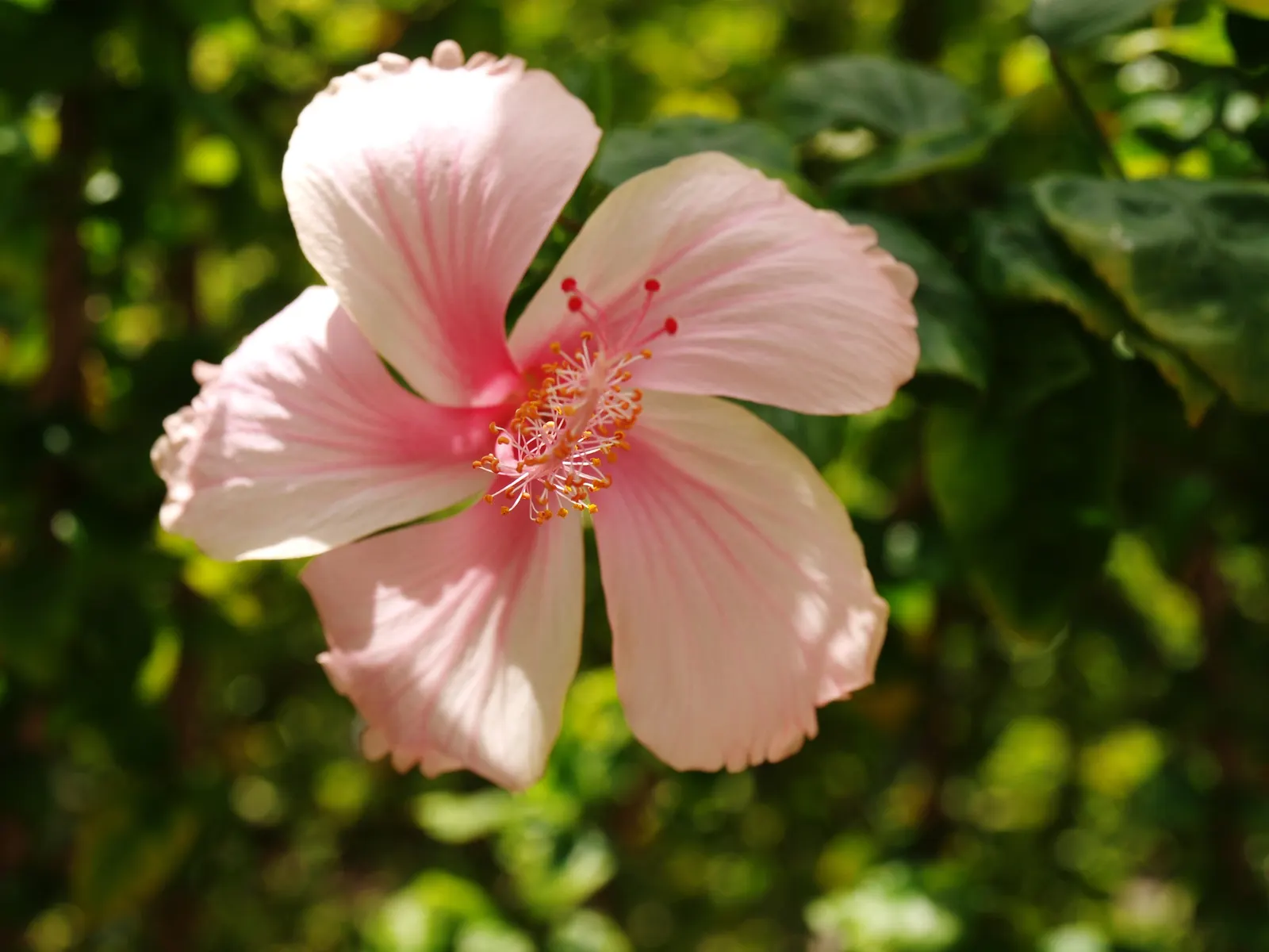 Tropical Hibiscus, Rose Of China (Hibiscus Rosa-Sinensis) — Regular pruning maintains shape; adding exotic flair to warm-climate landscapes, image 105