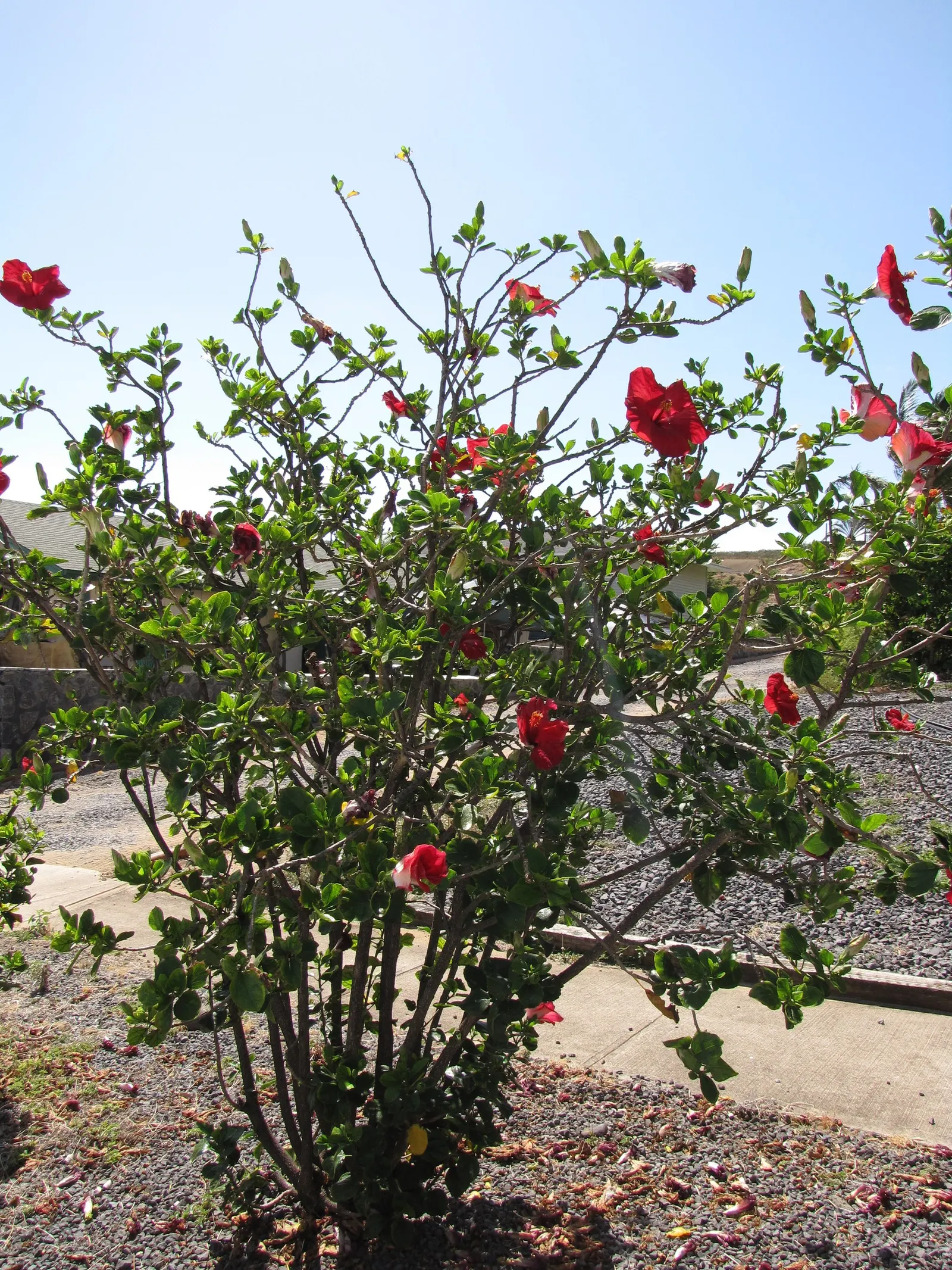 Tropical Hibiscus, Rose Of China (Hibiscus Rosa-Sinensis) — shrub with red and white and yellow blooms; requiring at least 6 to 8 hours of direct, image 74