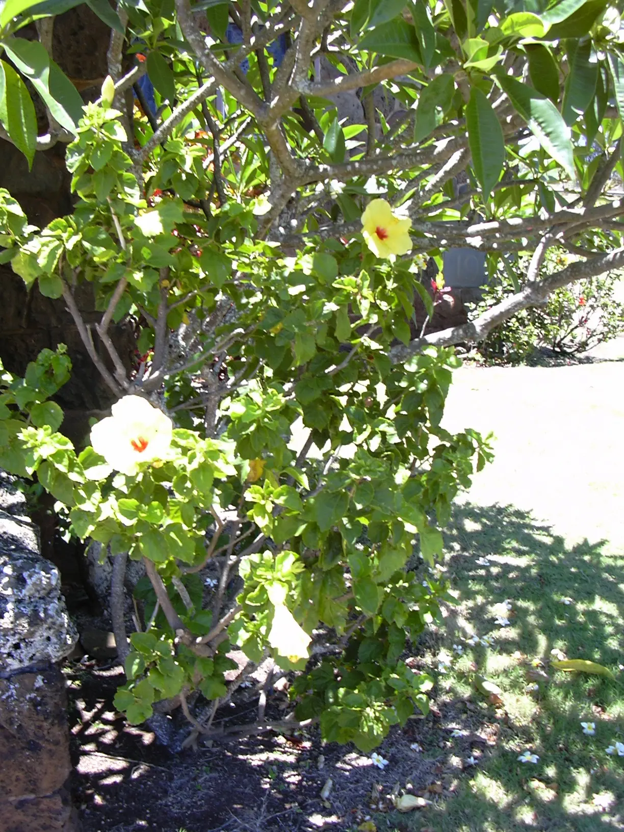 Tropical Hibiscus, Rose Of China (Hibiscus Rosa-Sinensis) — requiring at least 6 to 8 hours of direct light daily; showy flowers up to 6 inches in, image 90