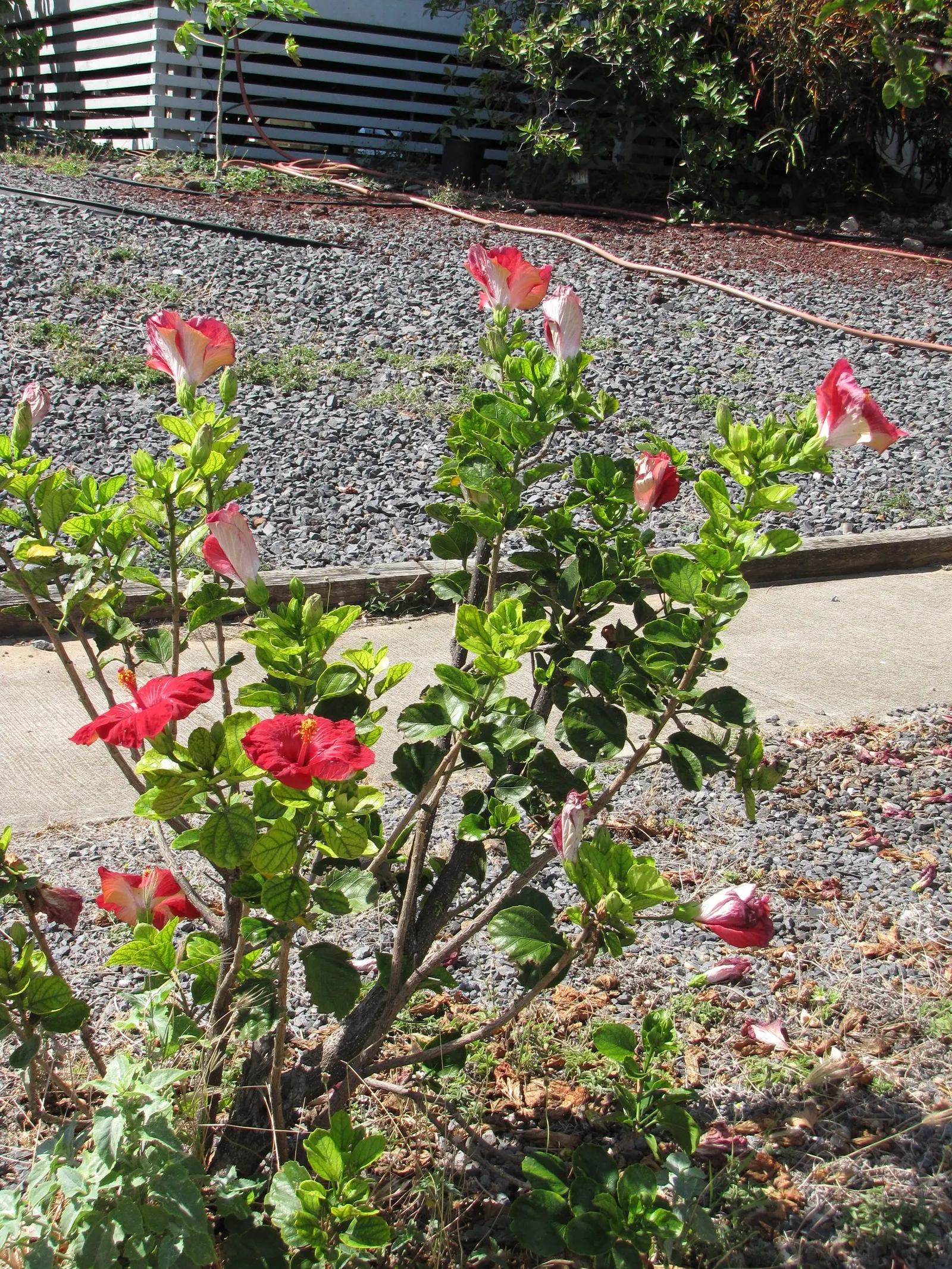 Tropical Hibiscus, Rose Of China (Hibiscus Rosa-Sinensis) — adding exotic flair to warm-climate landscapes; in frost-prone areas, it is often grown, image 82
