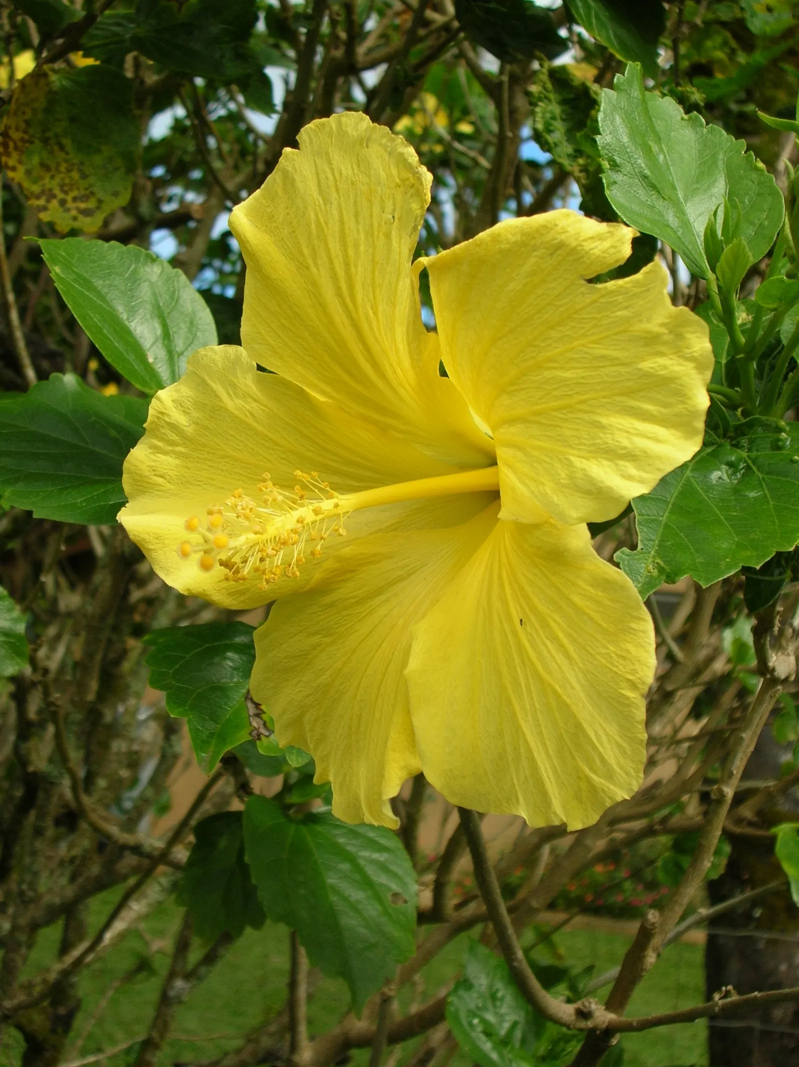 Tropical Hibiscus, Rose Of China (Hibiscus Rosa-Sinensis) — Regular watering is necessary; red and white and yellow flowers in the garden, image 93