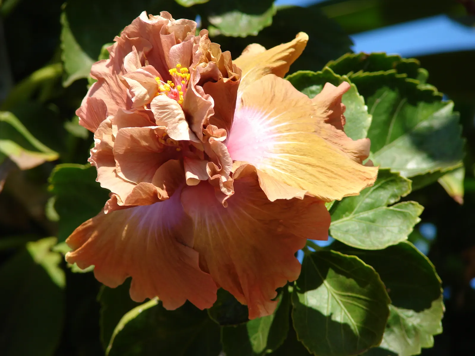 Tropical Hibiscus, Rose Of China (Hibiscus Rosa-Sinensis) — Suitable for USDA zones 9-11, it reaches 4-8 feet in height and 5-10 feet in width, image 79