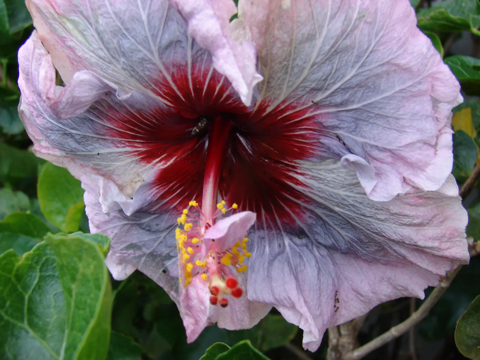 Tropical Hibiscus, Rose Of China (Hibiscus Rosa-Sinensis) — adding exotic flair to warm-climate landscapes; in frost-prone areas, it is often grown, image 107