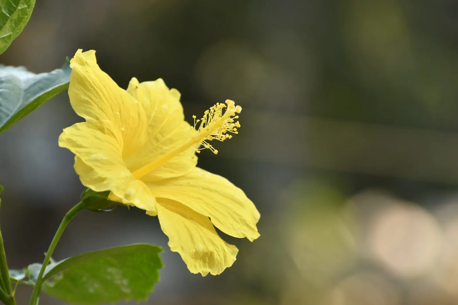 Tropical Hibiscus, Rose Of China (Hibiscus Rosa-Sinensis) — In frost-prone areas, it is often grown as a container plant that can be moved indoors, image 96