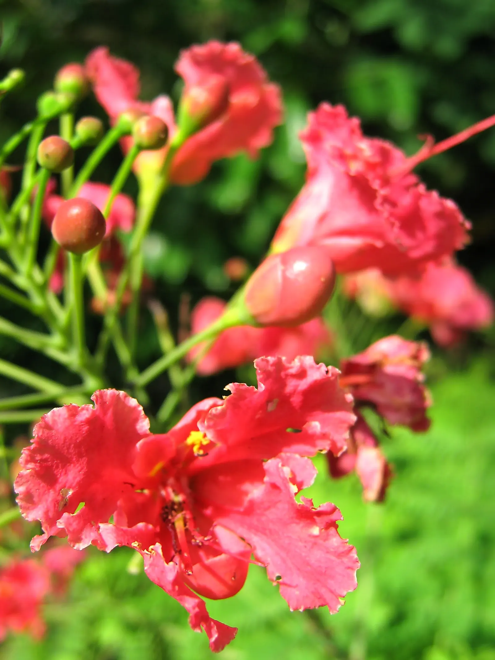 Tropical Hibiscus, Rose Of China (Hibiscus Rosa-Sinensis) — shrub with red and white and yellow blooms; requiring at least 6 to 8 hours of direct, image 99