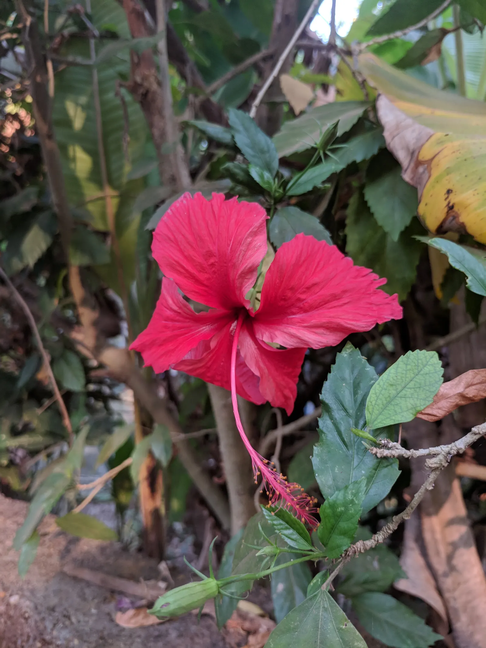 Tropical Hibiscus, Rose Of China (Hibiscus Rosa-Sinensis) — red and white and yellow flowers in the garden; scientifically known as Hibiscus, image 73