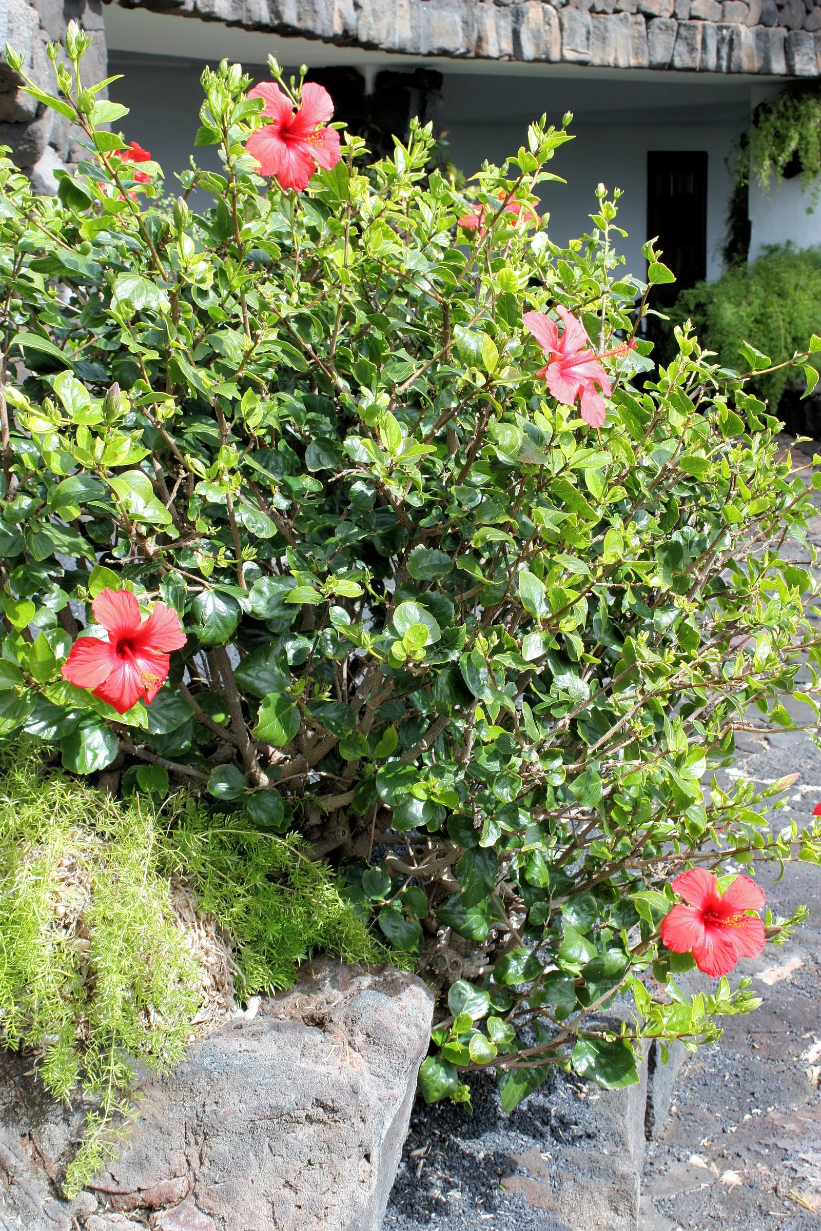 Tropical Hibiscus, Rose Of China (Hibiscus Rosa-Sinensis) — though in ideal conditions, image 88