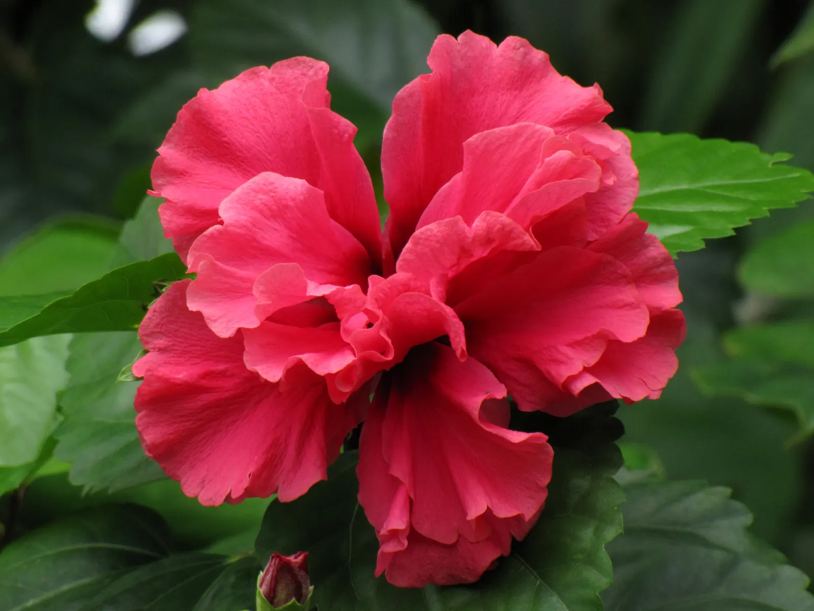 Tropical Hibiscus, Rose Of China (Hibiscus Rosa-Sinensis) — red and white and yellow flowers in the garden; scientifically known as Hibiscus, image 98