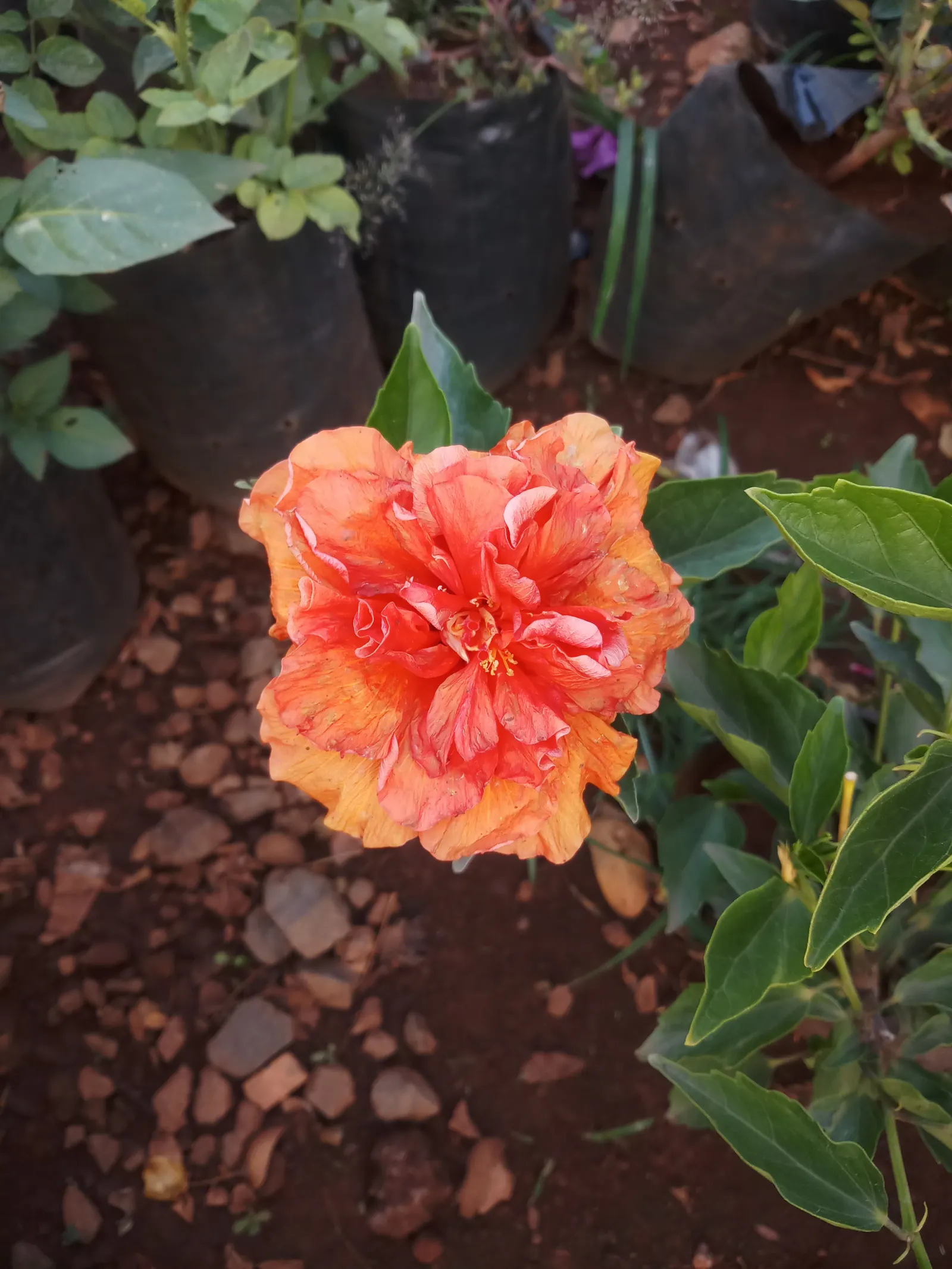 Tropical Hibiscus, Rose Of China (Hibiscus Rosa-Sinensis) — Blossoms can span from 4 to 8 inches in diameter and come in a dazzling array of, image 86