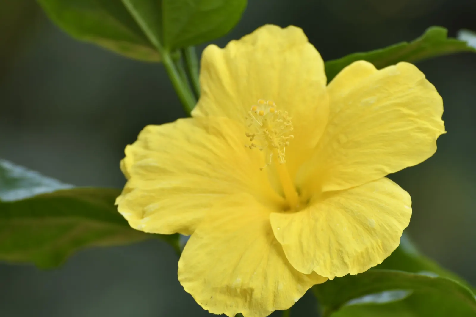 Tropical Hibiscus, Rose Of China (Hibiscus Rosa-Sinensis) — Regular pruning maintains shape; adding exotic flair to warm-climate landscapes, image 80