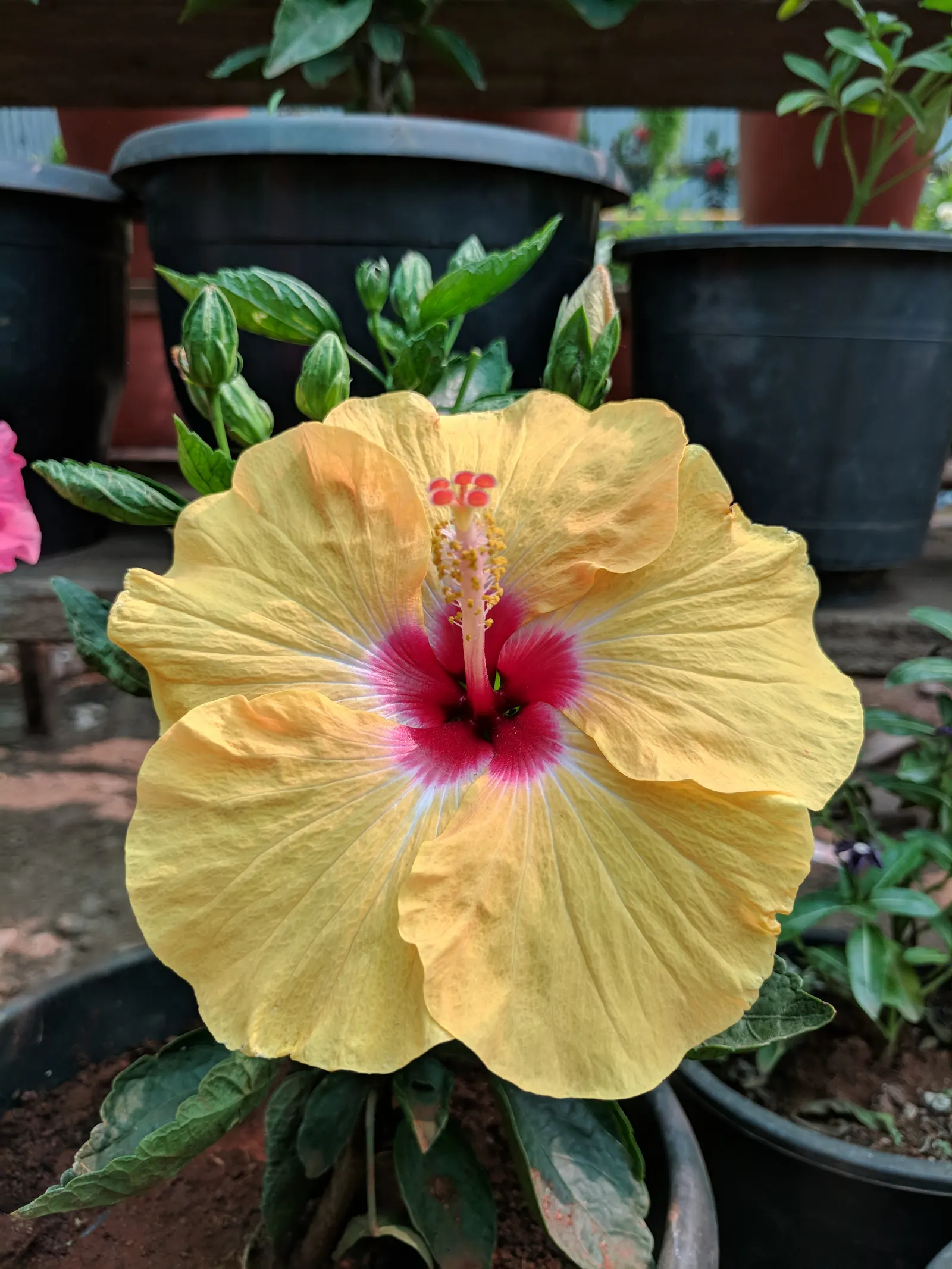 Tropical Hibiscus, Rose Of China (Hibiscus Rosa-Sinensis) — It thrives in full sun, needing well-drained soil; regular watering is necessary, image 78