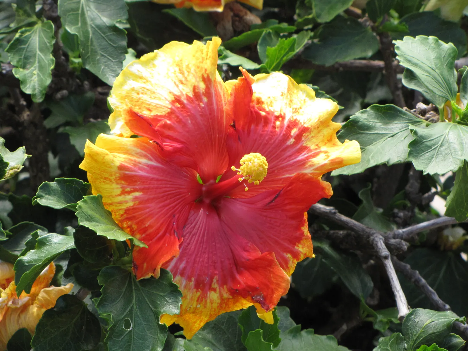 Tropical Hibiscus, Rose Of China (Hibiscus Rosa-Sinensis) — Tropical Hibiscus (Hibiscus rosa-sinensis); suitable for USDA zones 9-11, it reaches, image 101