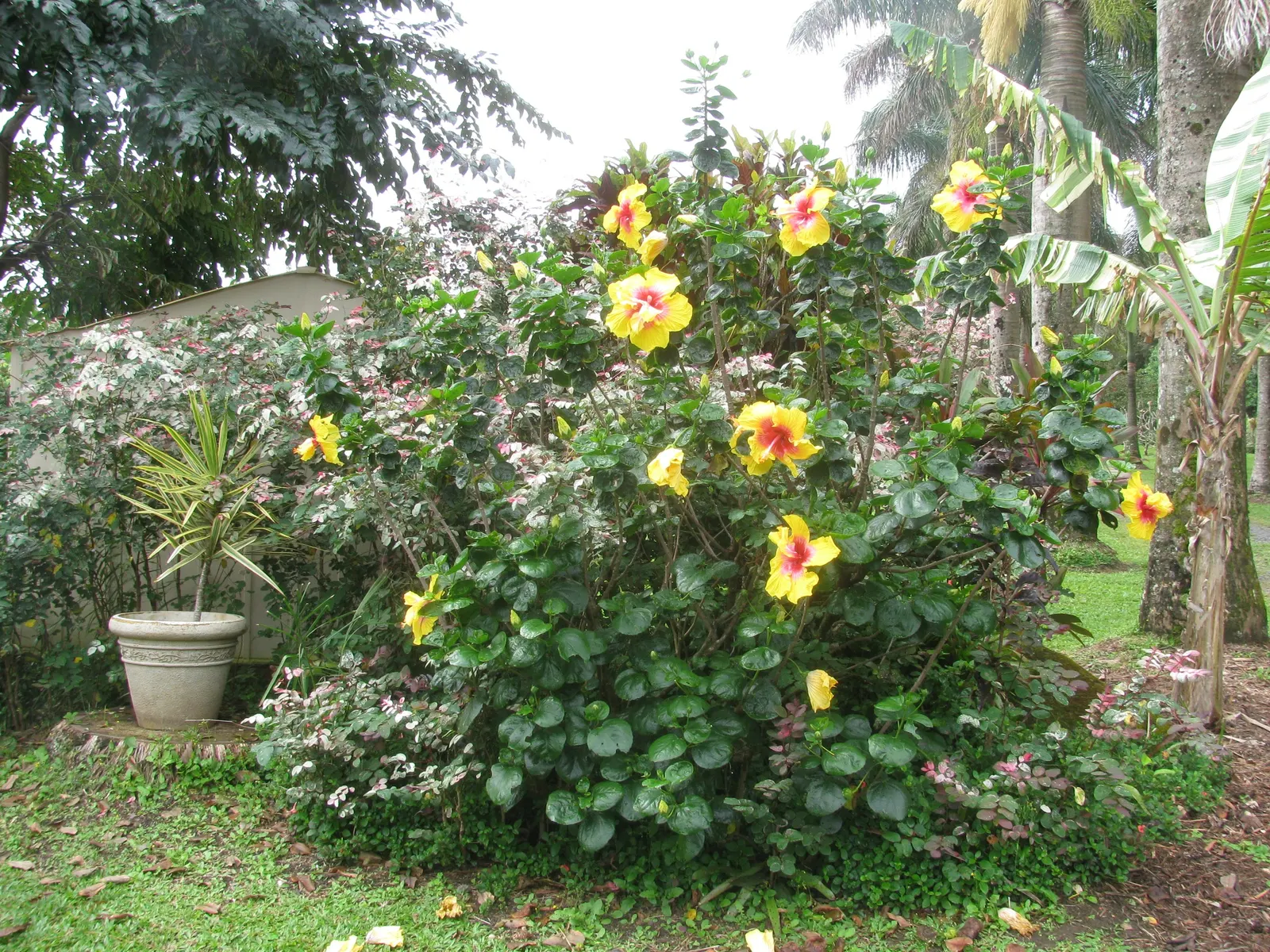 Tropical Hibiscus, Rose Of China (Hibiscus Rosa-Sinensis) — shrub for full or half; making it an excellent choice for a dynamic and, image 75