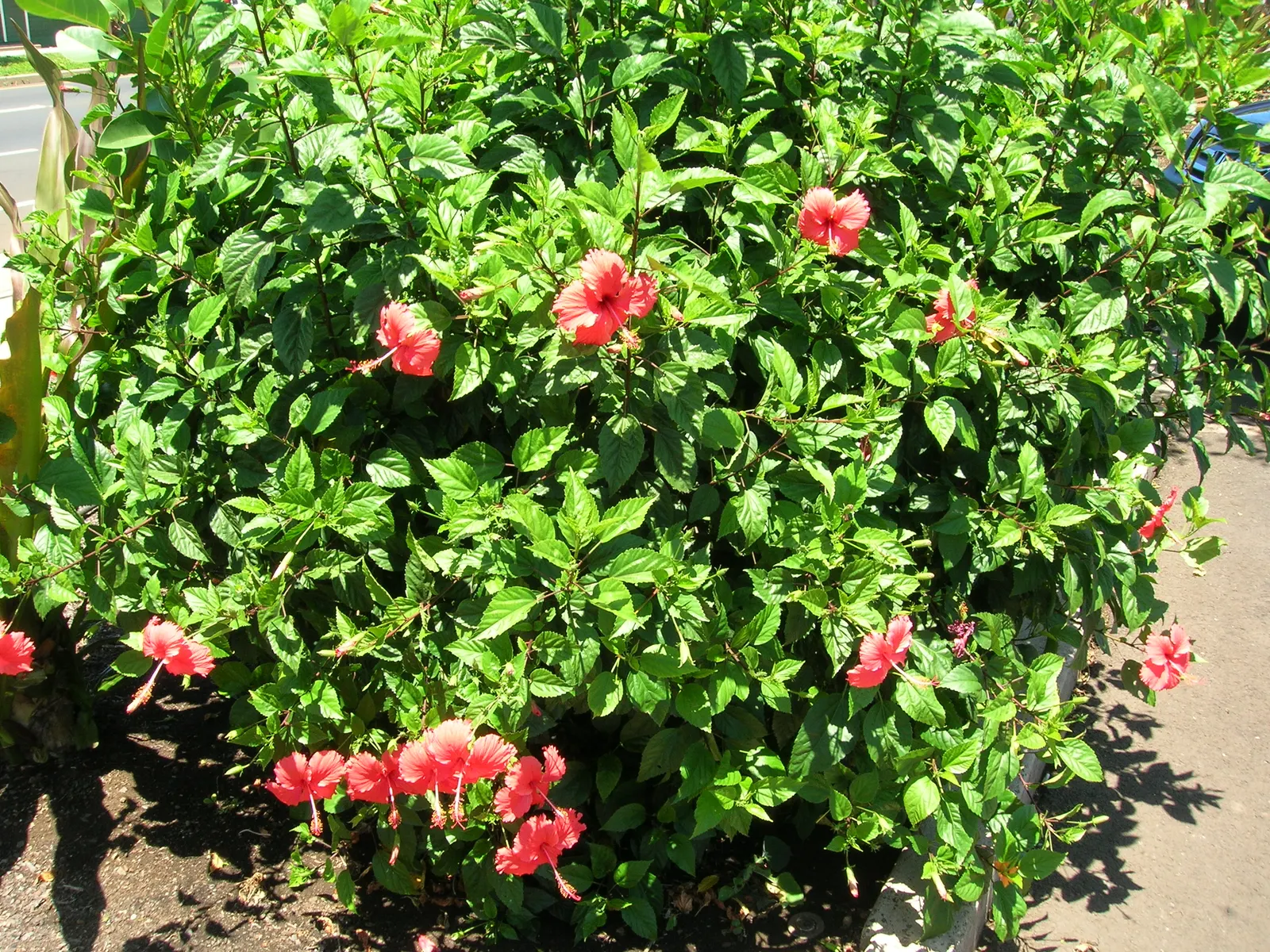 Tropical Hibiscus, Rose Of China (Hibiscus Rosa-Sinensis) — typically reaching heights of 4 to 8 feet; this species thrives in well-drained, image 85