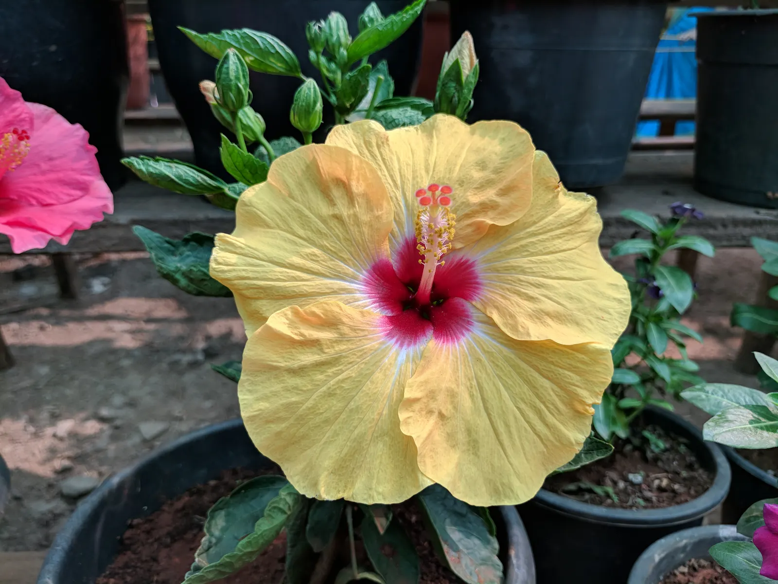 Tropical Hibiscus, Rose Of China (Hibiscus Rosa-Sinensis) — showy flowers up to 6 inches in diameter; blossoms can span from 4 to 8 inches in, image 77
