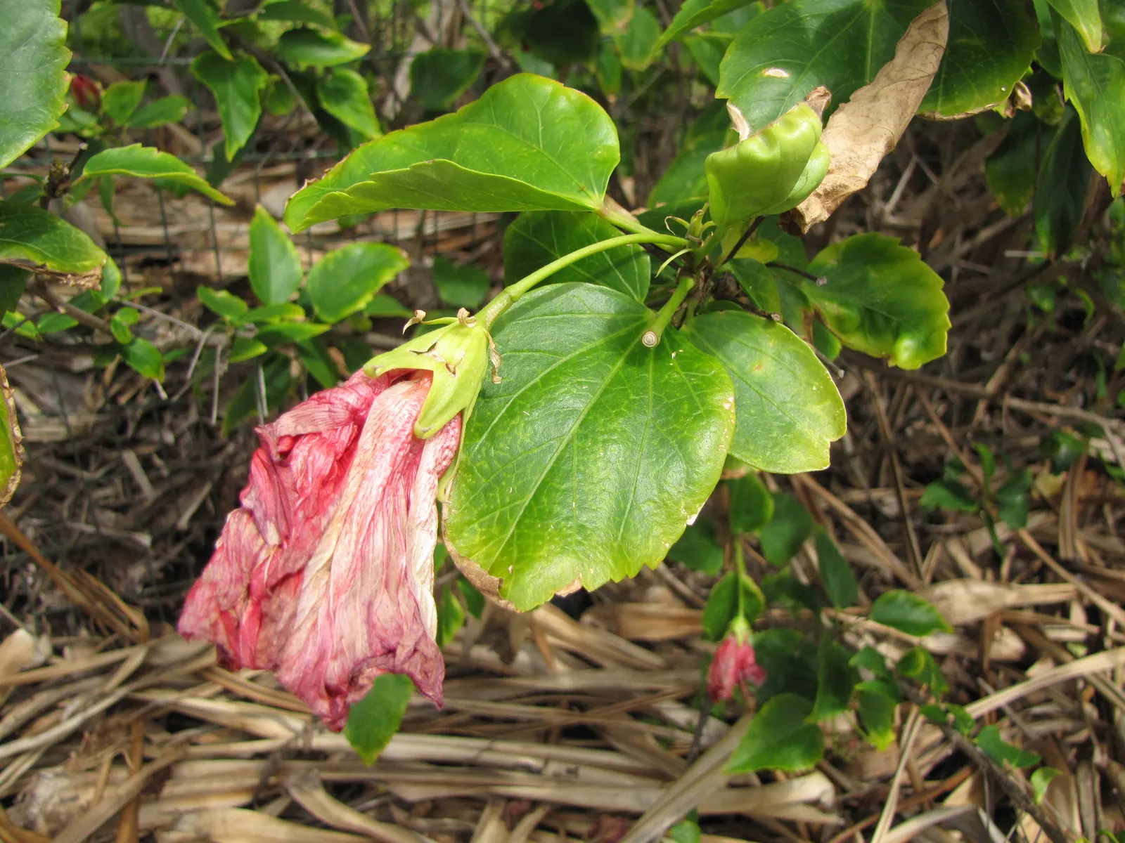 Tropical Hibiscus, Rose Of China (Hibiscus Rosa-Sinensis) — making it an excellent choice for a dynamic and wildlife-friendly garden design, image 72