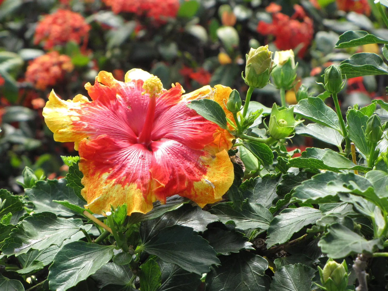 Tropical Hibiscus, Rose Of China (Hibiscus Rosa-Sinensis) — often possessing a prominent staminal column.<br><br>Flowering occurs primarily in the, image 62