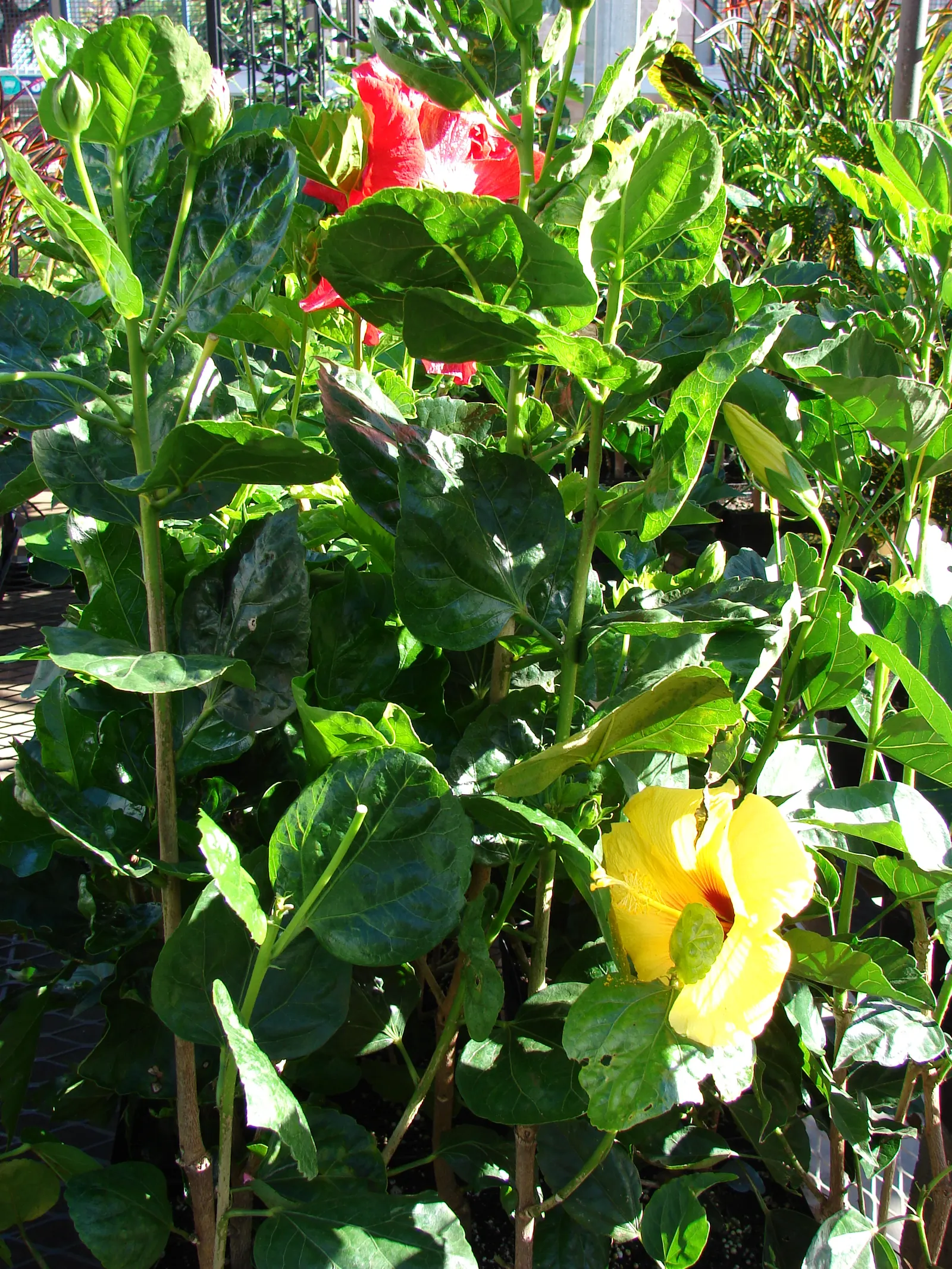 Tropical Hibiscus, Rose Of China (Hibiscus Rosa-Sinensis) — This perennial shrub can grow to a substantial size; typically reaching heights of 4 to, image 84