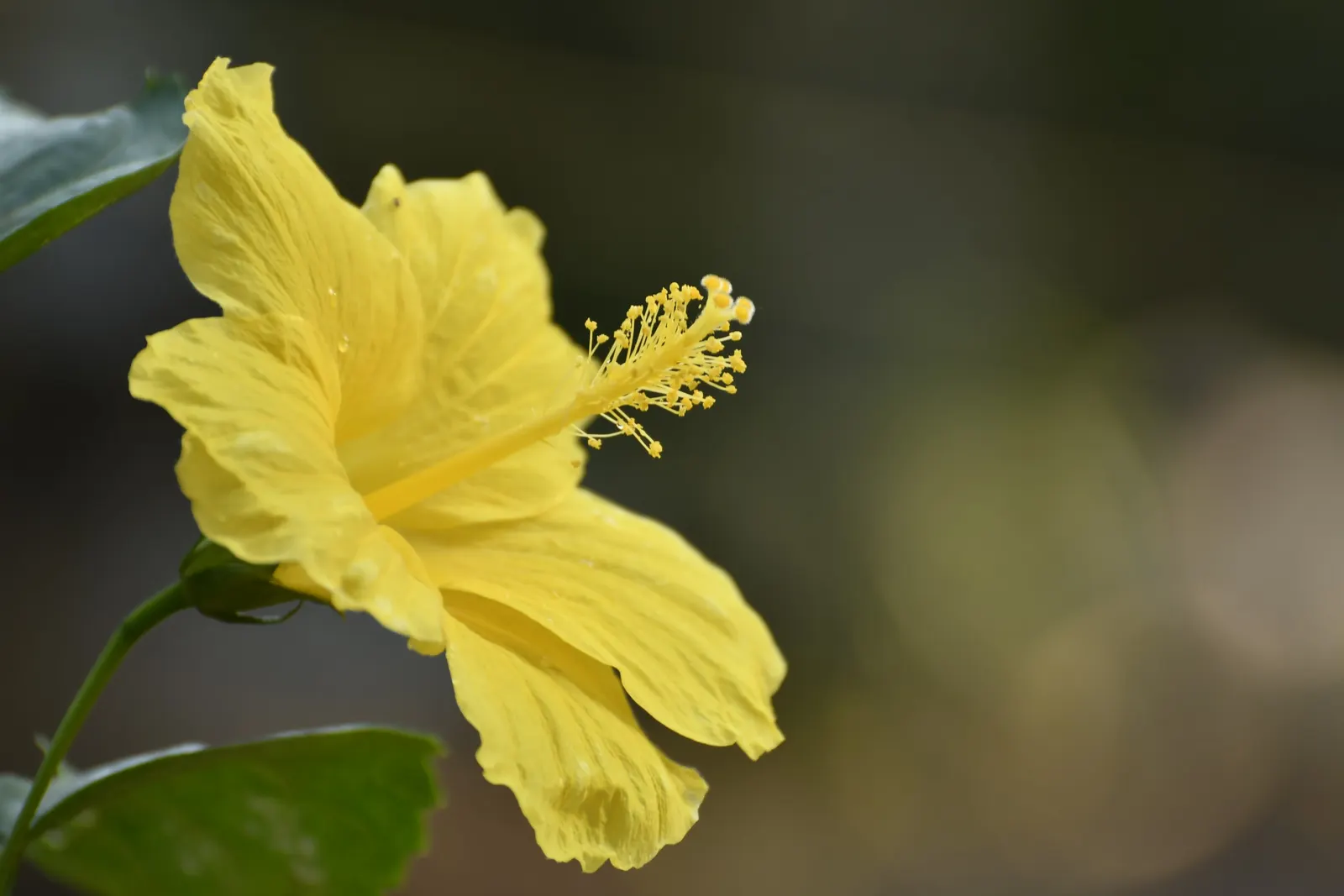 Tropical Hibiscus, Rose Of China (Hibiscus Rosa-Sinensis) — scientifically known as Hibiscus rosa-sinensis; it thrives in full sun, needing, image 58