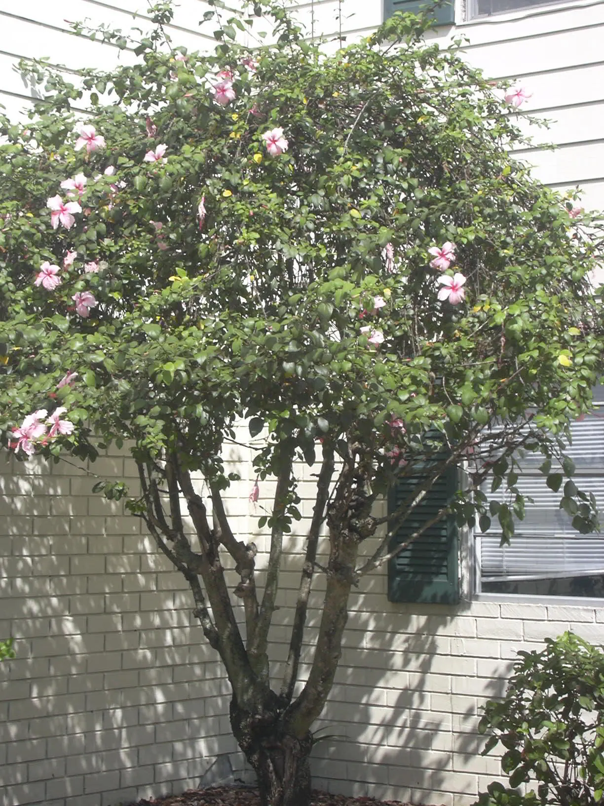 Tropical Hibiscus, Rose Of China (Hibiscus Rosa-Sinensis) — and vibrant blooms from summer to fall attract pollinators; the Tropical Hibiscus, image 81