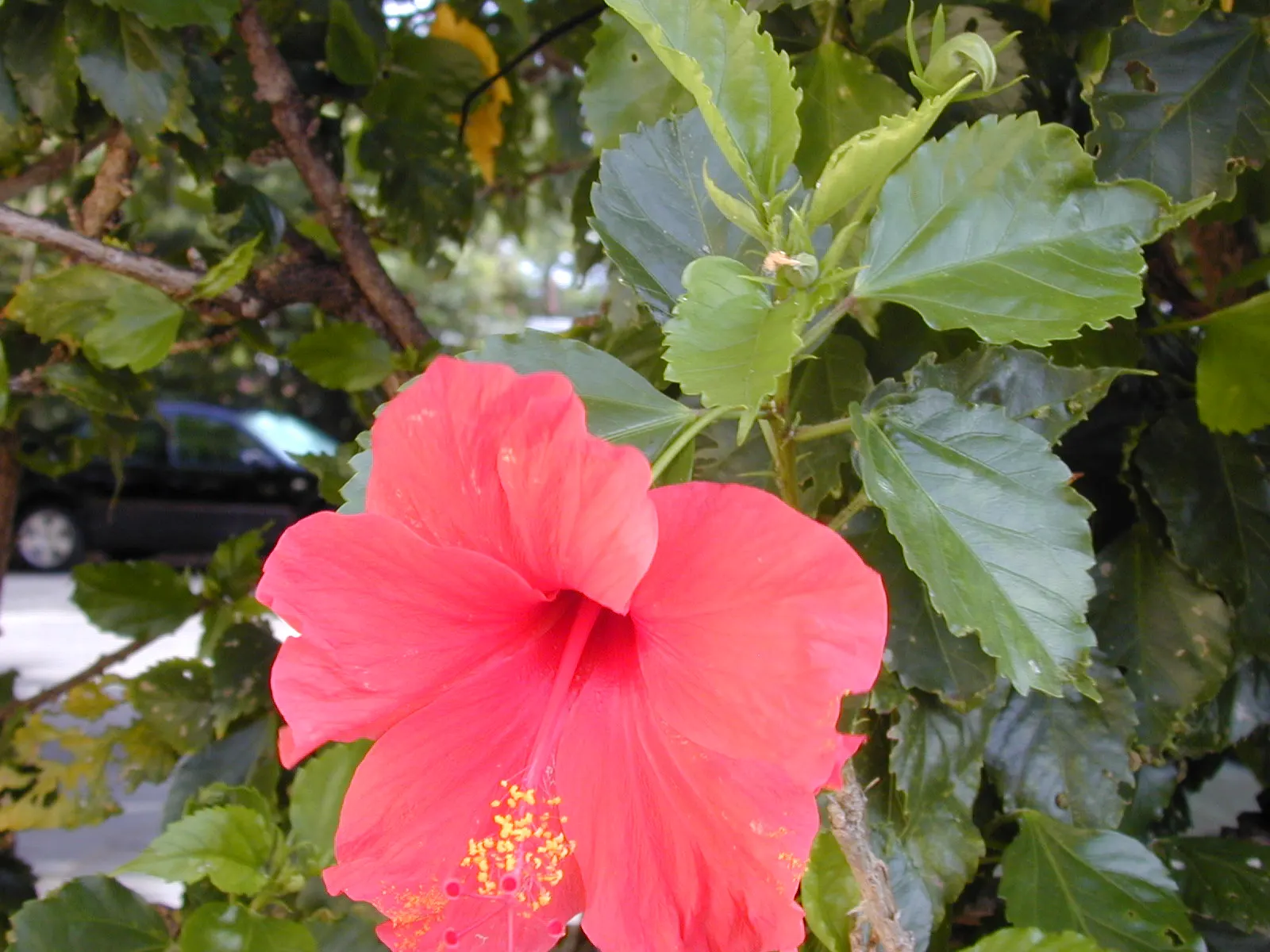Tropical Hibiscus, Rose Of China (Hibiscus Rosa-Sinensis) — shrub for full or half; making it an excellent choice for a dynamic and, image 100