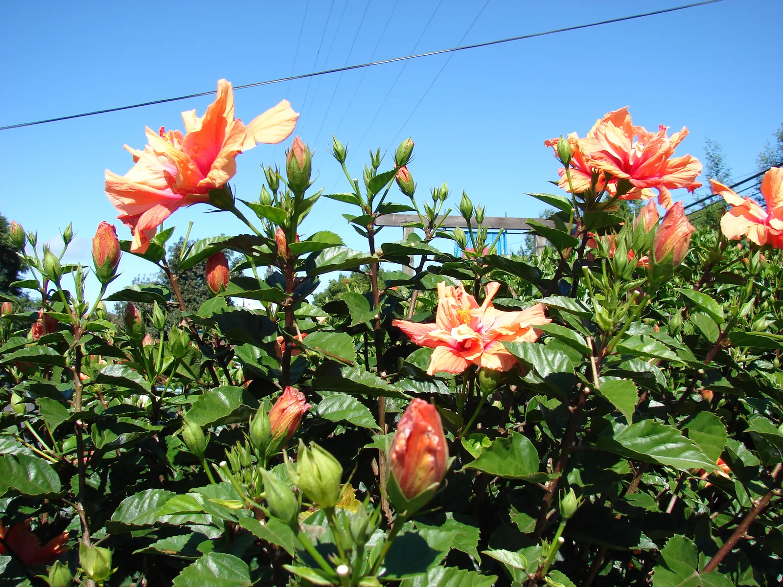 Tropical Hibiscus, Rose Of China (Hibiscus Rosa-Sinensis) — Tropical Hibiscus (Hibiscus rosa-sinensis); suitable for USDA zones 9-11, it reaches, image 76