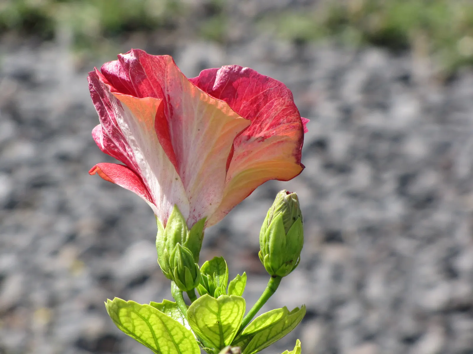 Tropical Hibiscus, Rose Of China (Hibiscus Rosa-Sinensis) — In frost-prone areas, it is often grown as a container plant that can be moved indoors, image 71