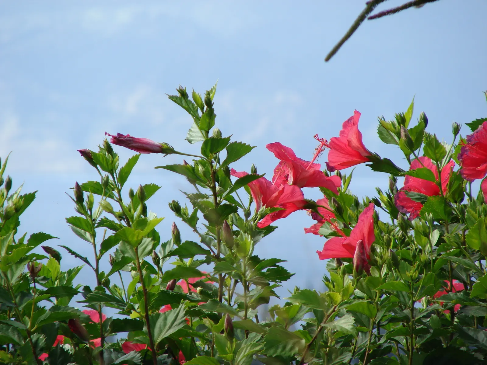 Tropical Hibiscus, Rose Of China (Hibiscus Rosa-Sinensis) — scientifically known as Hibiscus rosa-sinensis; it thrives in full sun, needing, image 83