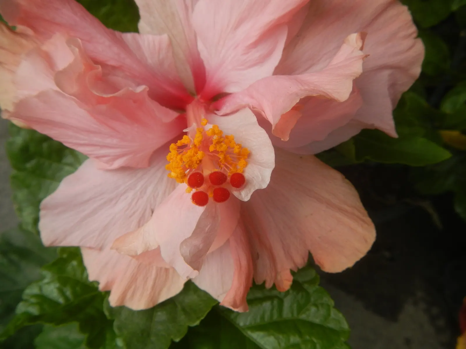 Tropical Hibiscus, Rose Of China (Hibiscus Rosa-Sinensis) — The Tropical Hibiscus prefers exposure to full sun; and promote more prolific blooming, image 139