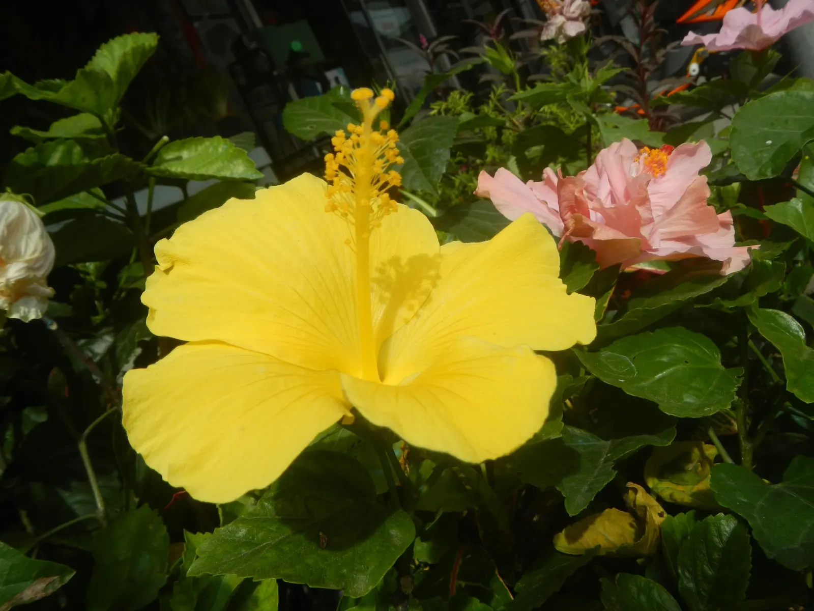 Tropical Hibiscus, Rose Of China (Hibiscus Rosa-Sinensis) — and vibrant blooms from summer to fall attract pollinators; the Tropical Hibiscus, image 106