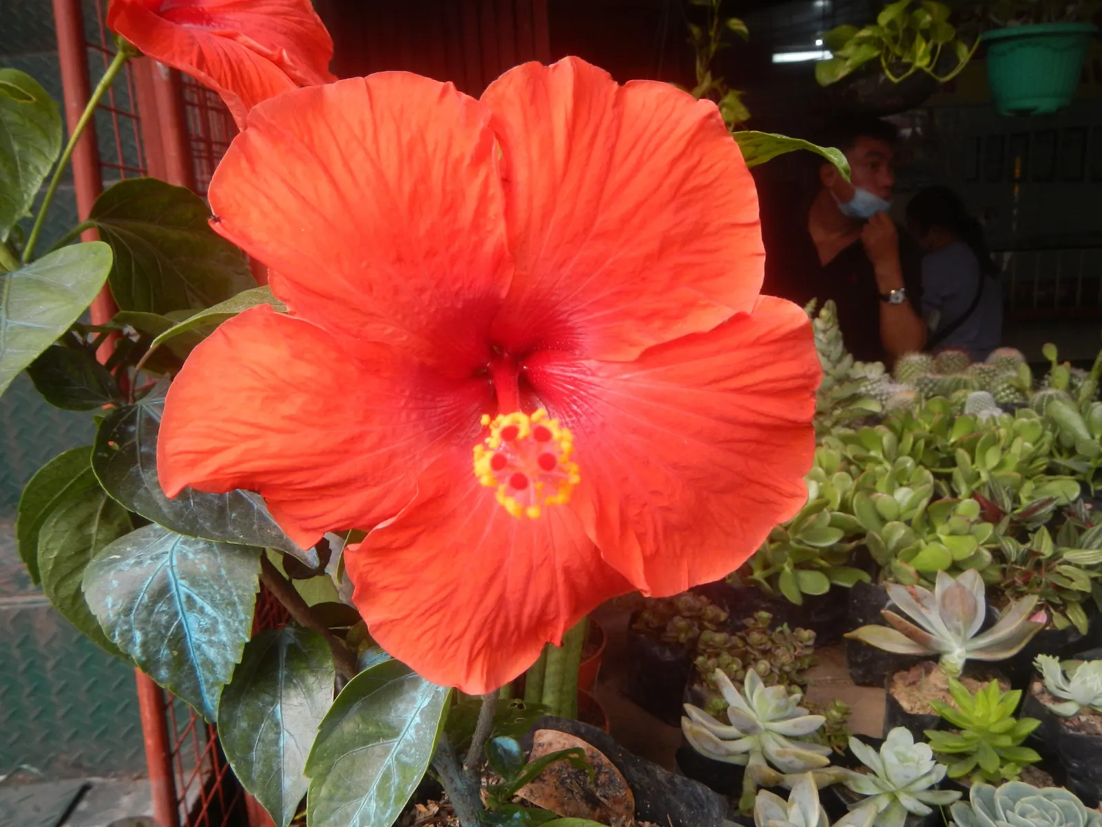 Tropical Hibiscus, Rose Of China (Hibiscus Rosa-Sinensis) — It thrives in full sun, needing well-drained soil; regular watering is necessary, image 53
