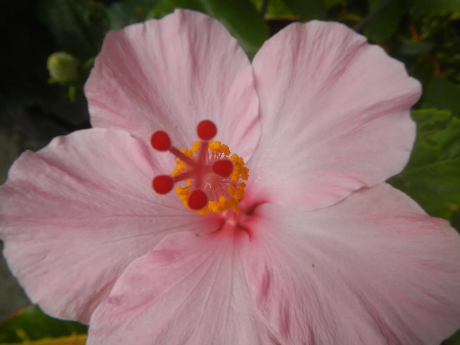 Tropical Hibiscus, Rose Of China (Hibiscus Rosa-Sinensis) — shrub with red and white and yellow blooms; requiring at least 6 to 8 hours of direct, image 124
