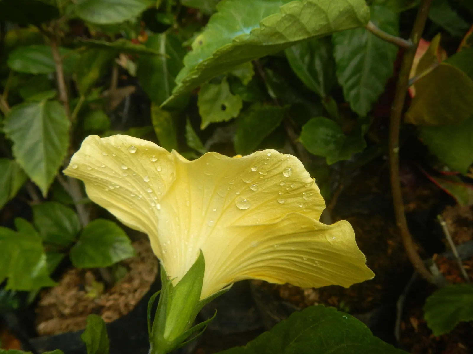 Tropical Hibiscus, Rose Of China (Hibiscus Rosa-Sinensis) — Blossoms can span from 4 to 8 inches in diameter and come in a dazzling array of, image 61