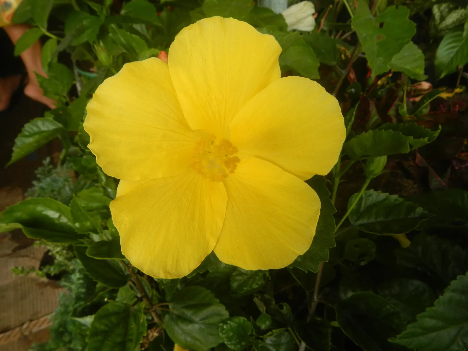 Tropical Hibiscus, Rose Of China (Hibiscus Rosa-Sinensis) — Suitable for USDA zones 9-11, it reaches 4-8 feet in height and 5-10 feet in width, image 129