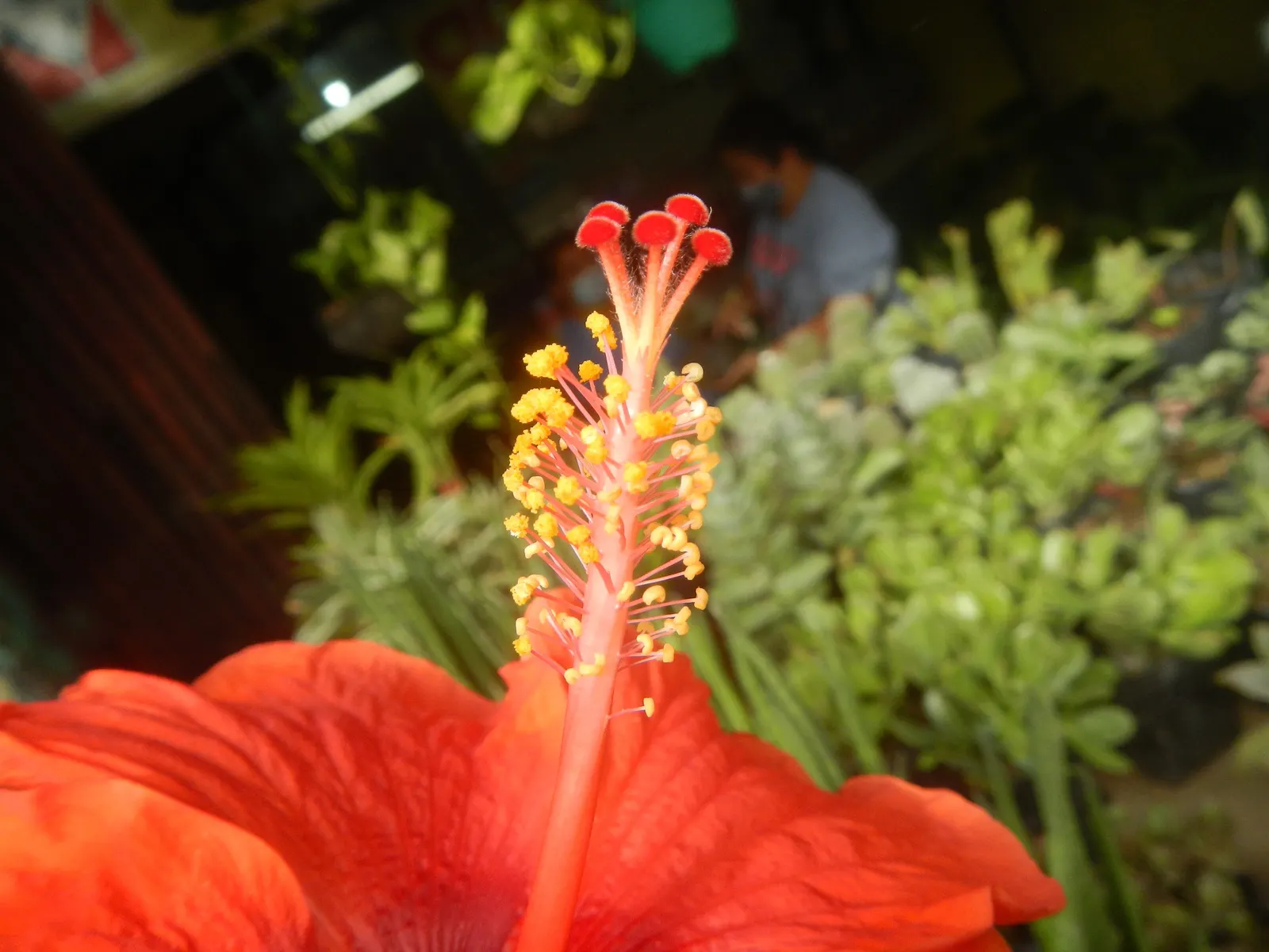 Tropical Hibiscus, Rose Of China (Hibiscus Rosa-Sinensis) — shrub for full or half; making it an excellent choice for a dynamic and wildlife-friendly garden