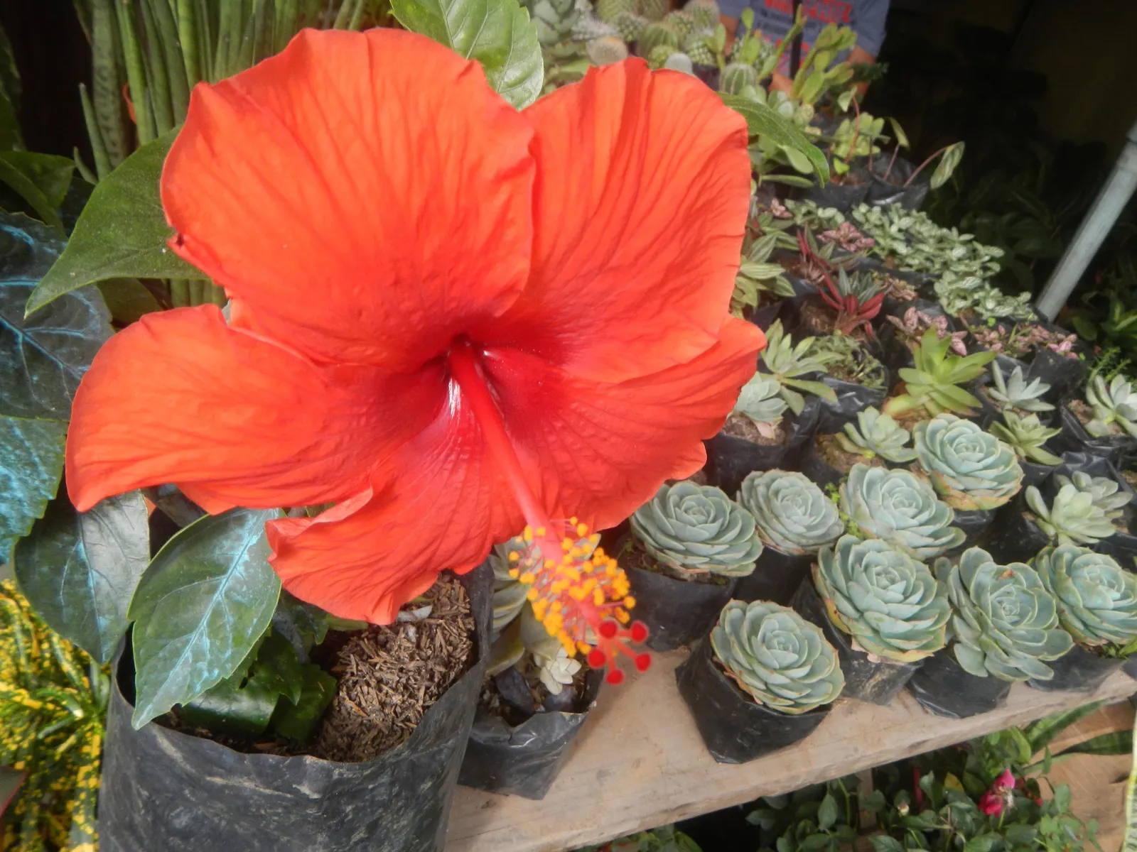 Tropical Hibiscus, Rose Of China (Hibiscus Rosa-Sinensis) — often possessing a prominent staminal column.<br><br>Flowering occurs primarily in the, image 112