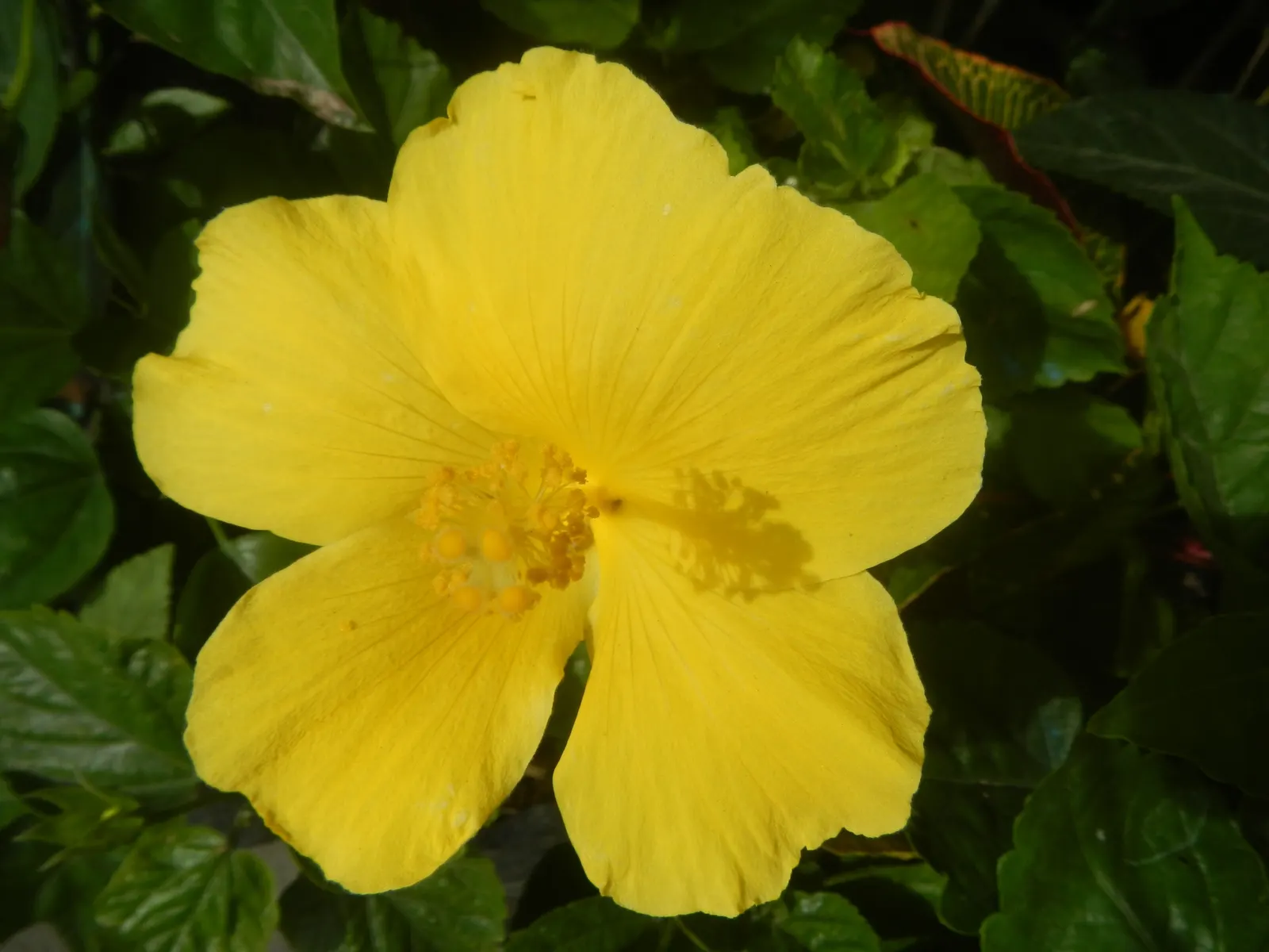 Tropical Hibiscus, Rose Of China (Hibiscus Rosa-Sinensis) — requiring at least 6 to 8 hours of direct light daily; showy flowers up to 6 inches in, image 115